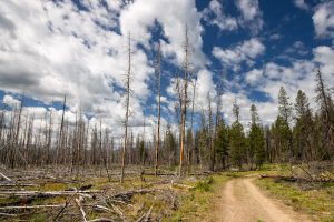 A forest fire burn leftover from the Berry Fire of 2016 lining the Polecat Springs Loop. John D. Rockefeller Jr. Memorial Parkway, Wyoming