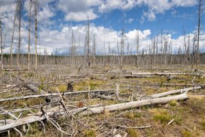 Forest fire burn leftover from the Berry Fire of 2016 producing new growth along the Polecat Springs Loop. John D. Rockefeller Jr. Memorial Parkway, Wyoming