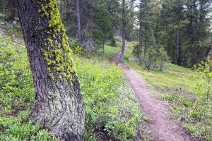Jenny Lake Loop in Old Forest