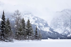Forest Grove Below Death Canyon