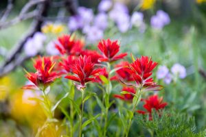 Indian paintbrush wildflowers blooming with showy daisies and other wildflowers along the Teton Crest Trail in Granite Canyon. Grand Teton National Park, Wyoming