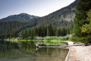 Log in Phelps Lake Below Teton Mountains