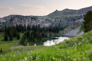Wildflowers Blooming Above Marion Lake
