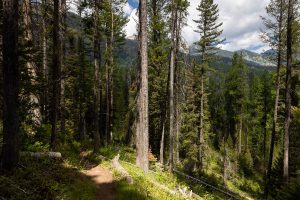The Teton Mountains rising high above a forest lining the Valley Trail. Grand Teton National Park, Wyoming
