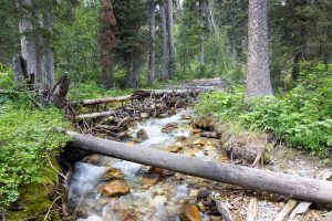 The creek pouring from Open Canyon through the forest lining the Valley Trail. Grand Teton National Park, Wyoming