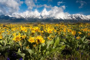 Balsamroot and larkspur burst on the valley floor of Jackson Hole in Grand Teton National Park, Wyoming.