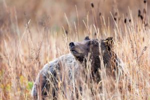 Grizzly Bear Looking Up