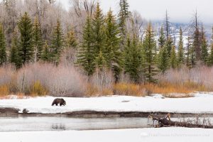 Grizzly Bear Along River
