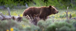 Grizzly Bear #399 and Cubs