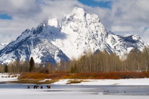 Grizzly Bears Along Oxbow Bend