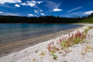 Grasses Along Duck Lake Shore