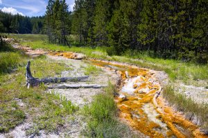 Imperial Creek Flowing Along Forest