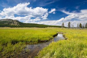 Fairy Creek Flowing Through Meadow