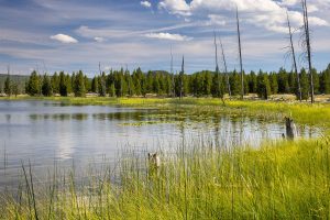 Grasses Lining Goose Lake Shores