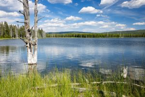 Dead Tree Rising from Goose Lake