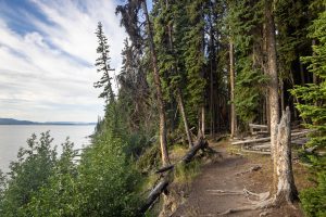 Storm Point Trail Along Yellowstone Lake