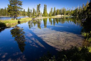Evergreens Lining Lewis River Channel Mouth
