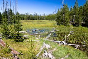 Pond Along Dogshead Trail