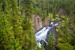 Forest Surrounding Little Gibbon Falls