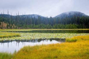 Gibbon River Flowing Out of Wolf Lake