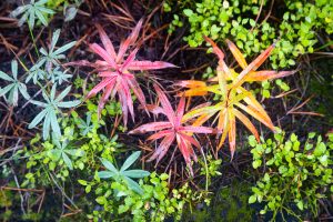 Fall Ground Leaves on Forest Floor