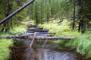 Gibbon River Cutting Through Forest