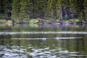 Common Loon Pair in Ice Lake