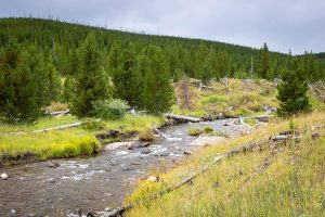 Winter Creek Rushing Through Meadow