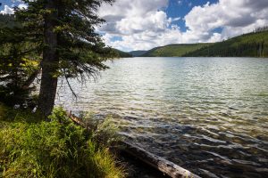Trees Along Shore of Grizzly Lake