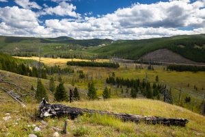 Large Meadow Along Grand Loop Road