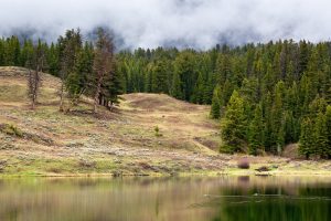 A pair of common mergansers swimming in the calm waters of Trout Lake below a clearing storm. Yellowstone National Park, Wyoming