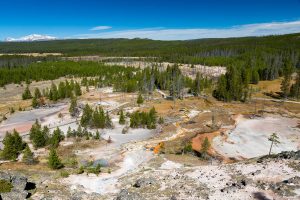 Forests Surrounding Artist Paint Pots