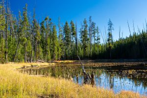 Trees Surrounding Ribbon Lake