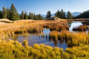 Beaver Ponds in Grassy Meadow