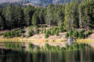 Beaver Ponds Reflecting Forest
