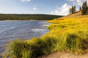 Wind rippling across the surface of Cascade Lake and the surrounding vegetation. Yellowstone National Park, Wyoming