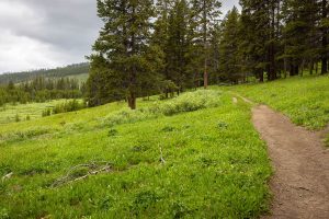 The Cascade Lake Trail bending through a meadow as it nears a forest grove. Yellowstone National Park, Wyoming