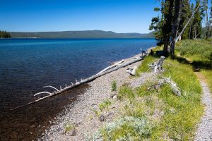 Trail Along Shores of Shoshone Lake