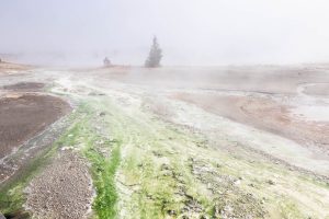 Green Thermophiles in Porcelain Basin