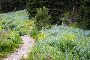 Various wildflowers bursting with color in a meadow along the Avalanche Peak Trail. Yellowstone National Park, Wyoming