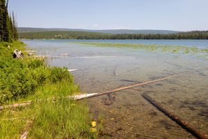 Fallen trees and logs stretching out into Beula Lake. Yellowstone National Park, Wyoming
