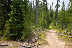 A thick evergreen forest surrounding the Beula Lake Trail. Yellowstone National Park, Wyoming