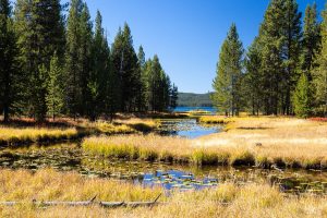 DeLacey Creek winding through the woods on its way toward Shoshone Lake. Yellowstone National Park, Wyoming