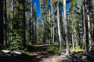A large and dense forest surrounding the Divide Trail. Yellowstone National Park, Wyoming
