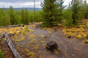 An expansive forest stretching out beyond the Wolf Lake Trail. Yellowstone National Park, Wyoming