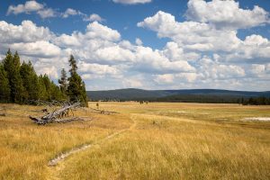 The Sentinel Meadows Trail winding through its namesake meadows. Yellowstone National Park, Wyoming
