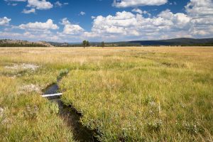 A small stream winding through Sentinel Meadows. Yellowstone National Park, Wyoming