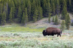 A lone bull bison wandering through the Hayden Valley. Yellowstone National Park, Wyoming