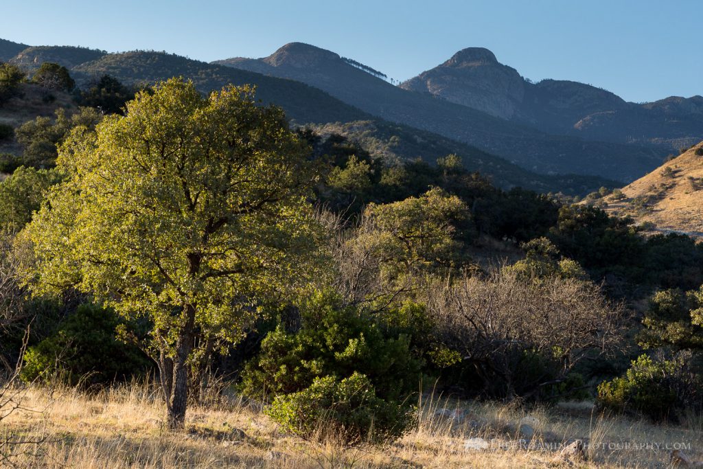 Mount Wrightson Above Foothills