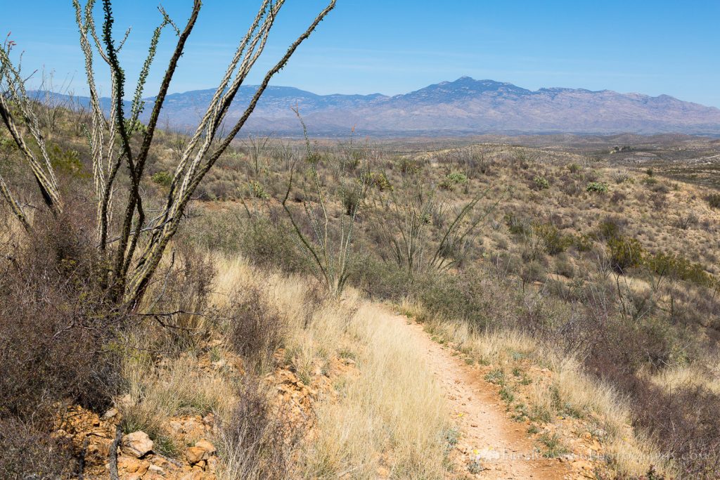 Rincon Mountains Above the Arizona Trail